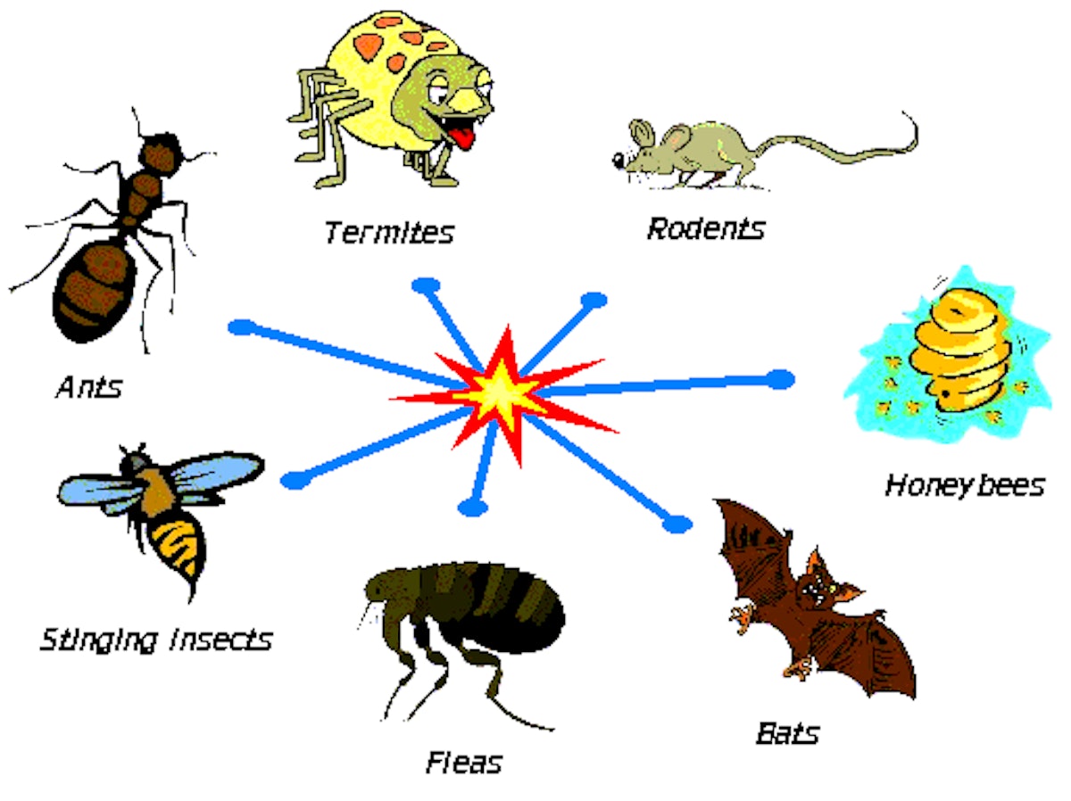 Types of best sale pest