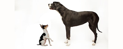 Id 35233 Big And Little Dog 0