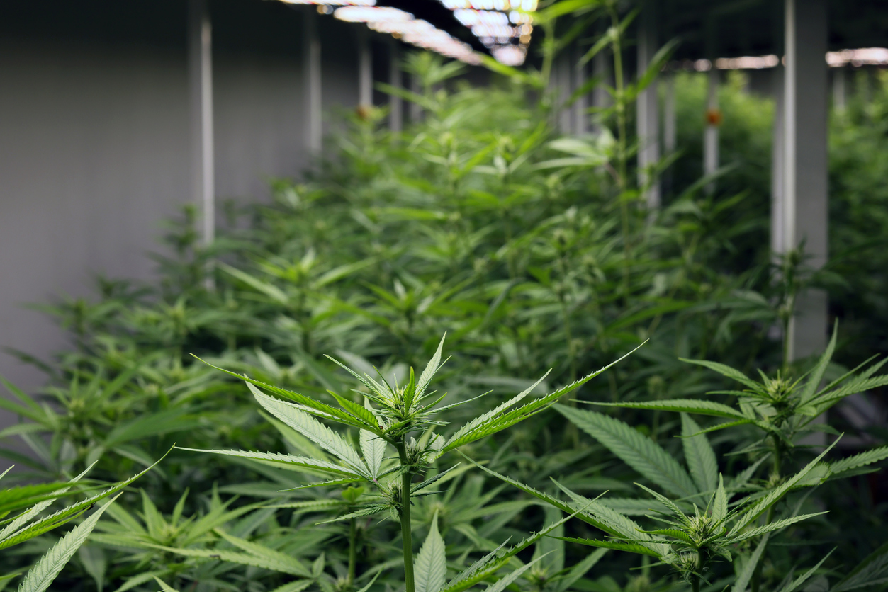 Vermont will begin handing out retail cannabis licenses on Oct. 1, 2022.