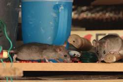 Rodents