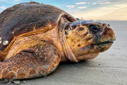 A loggerhead sea turtle returns to the ocean after nesting on Ossabaw Island, Ga., July 5, 2019.