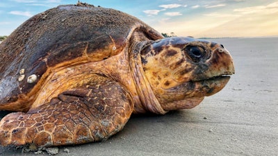 A loggerhead sea turtle returns to the ocean after nesting on Ossabaw Island, Ga., July 5, 2019.
