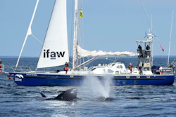 North Atlantic right whales on Cape Cod Bay, March 27, 2023.