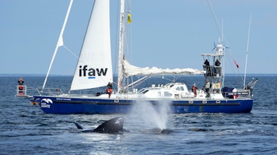 North Atlantic right whales on Cape Cod Bay, March 27, 2023.