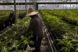 Workers tend to cannabis plants in a greenhouse in Carpinteria, Calif., April 12, 2018. California’s workplace regulators passed rules that would protect indoor workers from extreme heat.