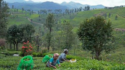 Workers pluck tea leaves a tea estate in Nilgiris district, India, Sept. 25, 2024.