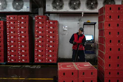 A worker organizes boxes of flowers intended for export to the U.S. at a flower farm in Chia, Colombia, Jan. 27, 2025.