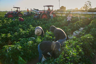 Migrant farmworkers pick a vegetable crop on an early morning in Fresno, Calif., on July 18, 2025.