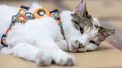 Francine, the store cat, at a Lowe's in Richmond, Va., Oct. 7, 2025.